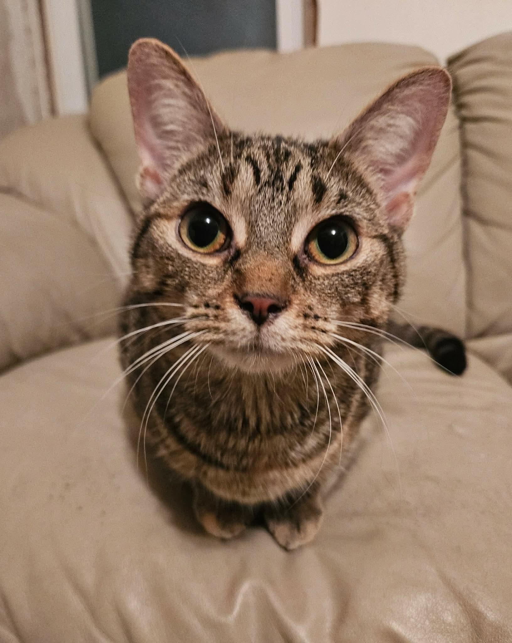 Enlarge Nova, a Adoptable Domestic Short Hair in China Township, MI image 1/6