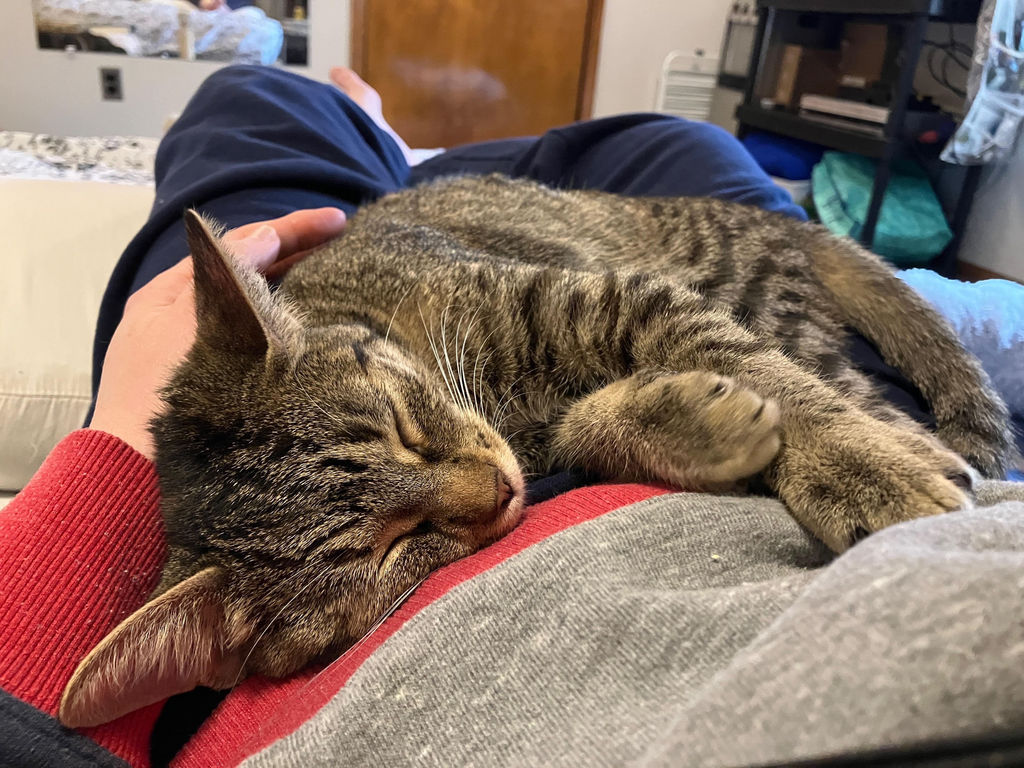 Enlarge Nova, a Adoptable Domestic Short Hair in China Township, MI image 4/6