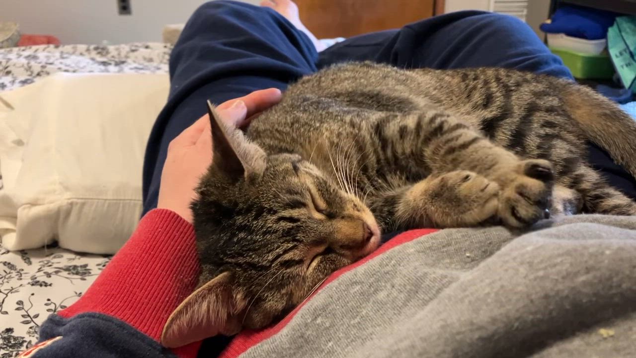 Enlarge Nova, a Adoptable Domestic Short Hair in China Township, MI video 6/6