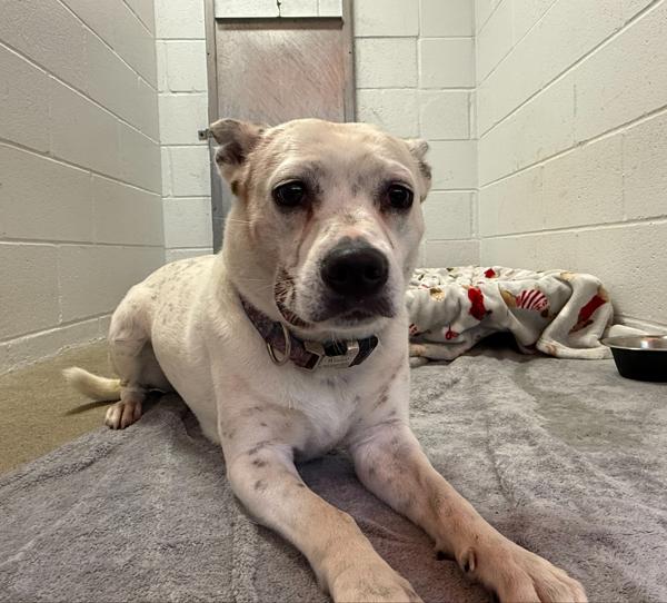 Winnie, Adoptable, Adult Female Pit Bull Terrier.