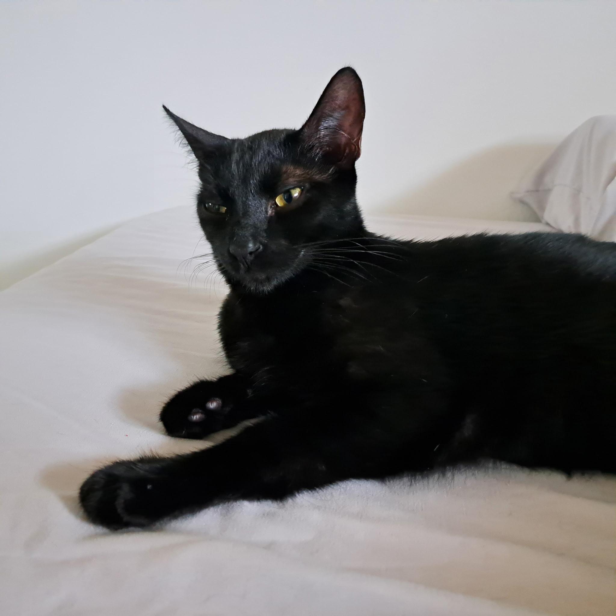 Luigi, adopted, Young Male Domestic Short Hair.