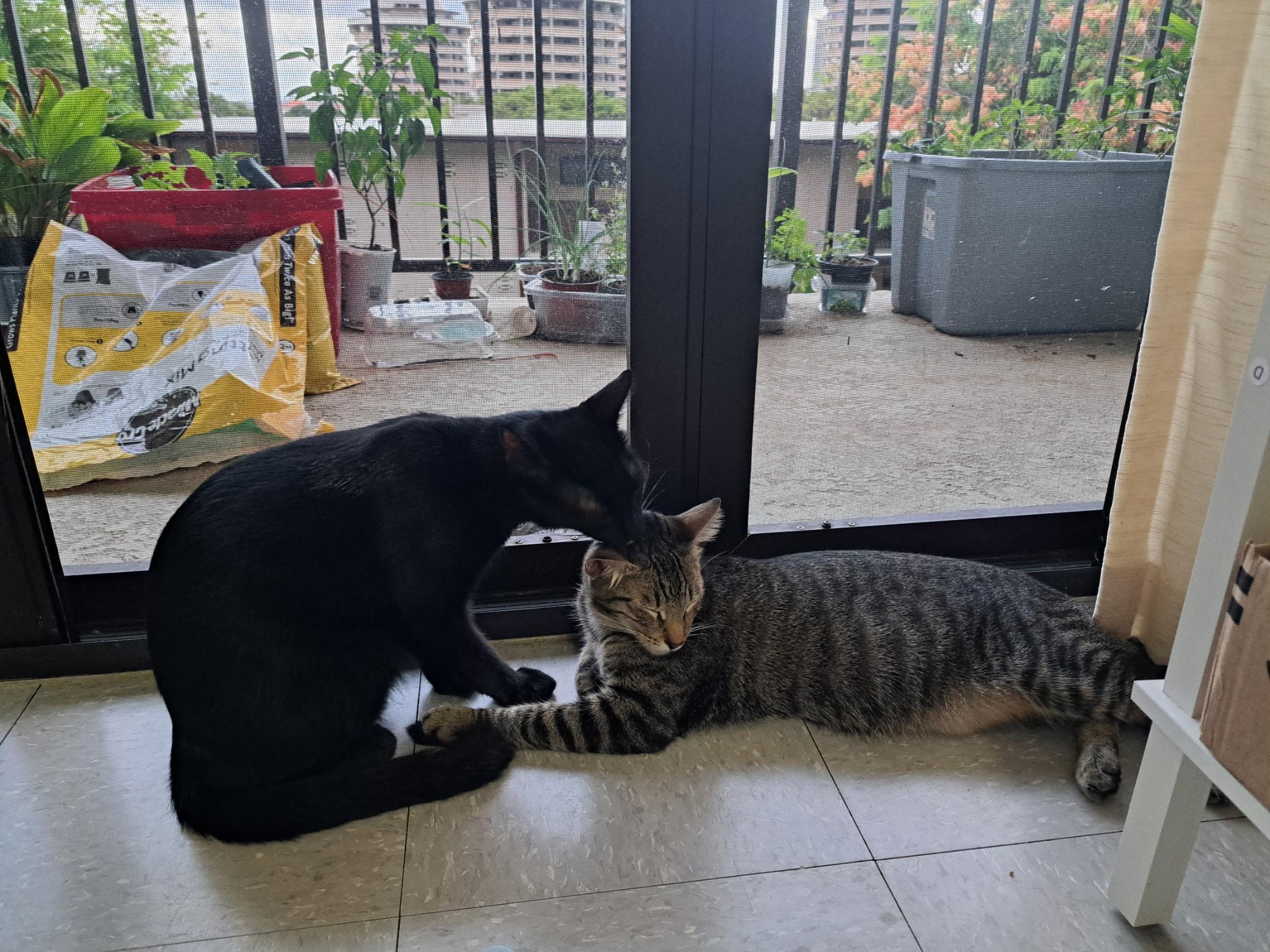 Luigi, an adopted Domestic Short Hair in Honolulu, HI image 2/6