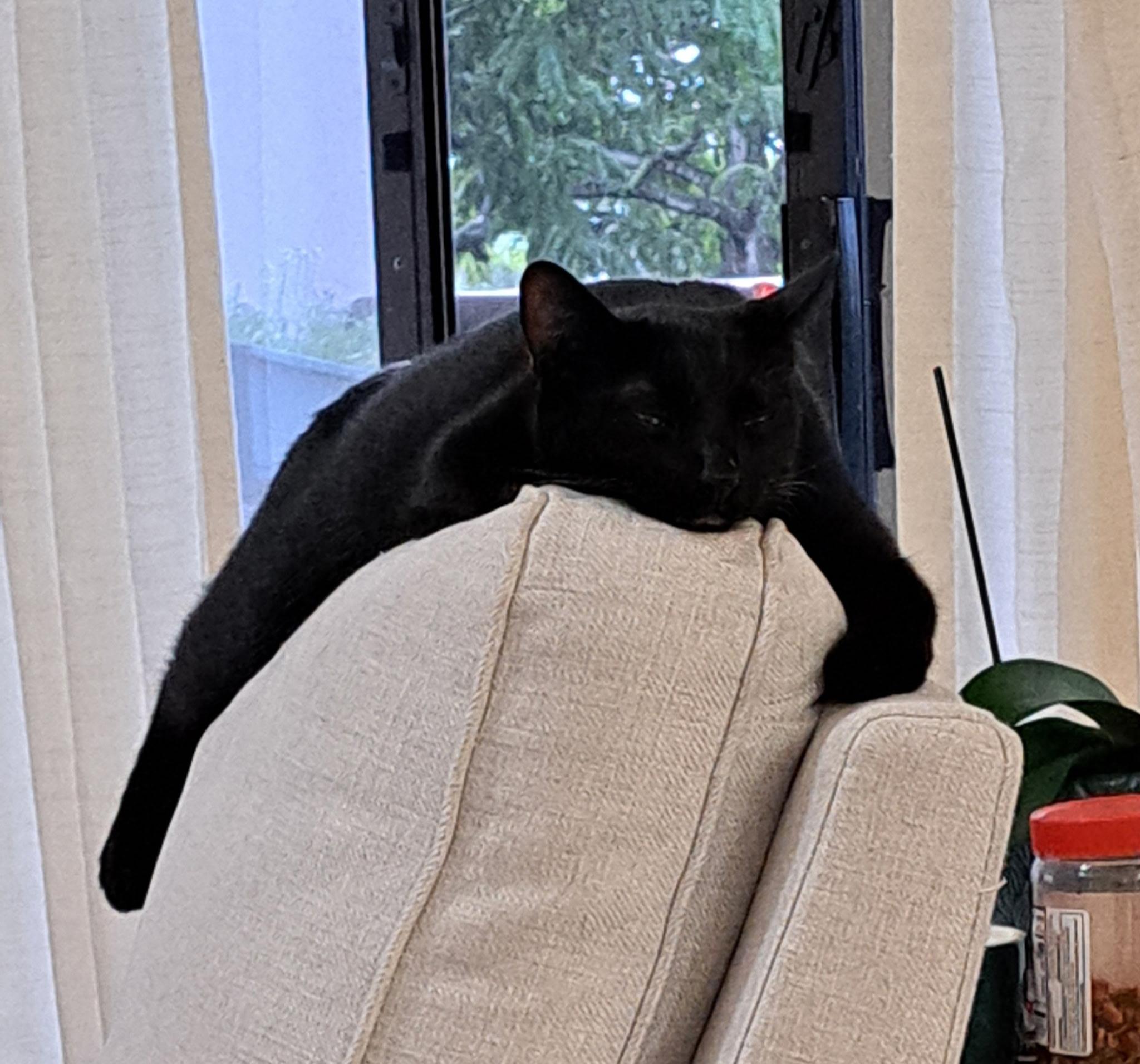 Luigi, an adopted Domestic Short Hair in Honolulu, HI image 5/6