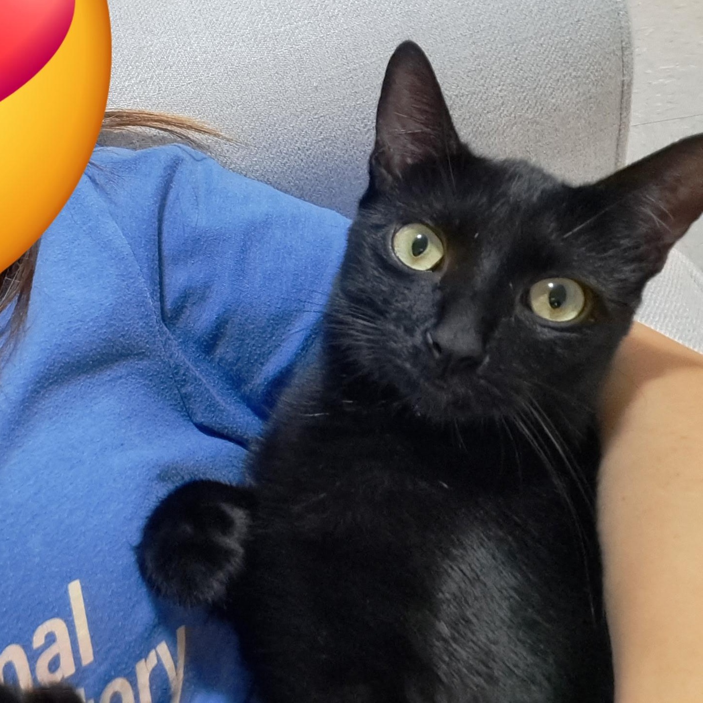 Luigi, an adopted Domestic Short Hair in Honolulu, HI image 3/6