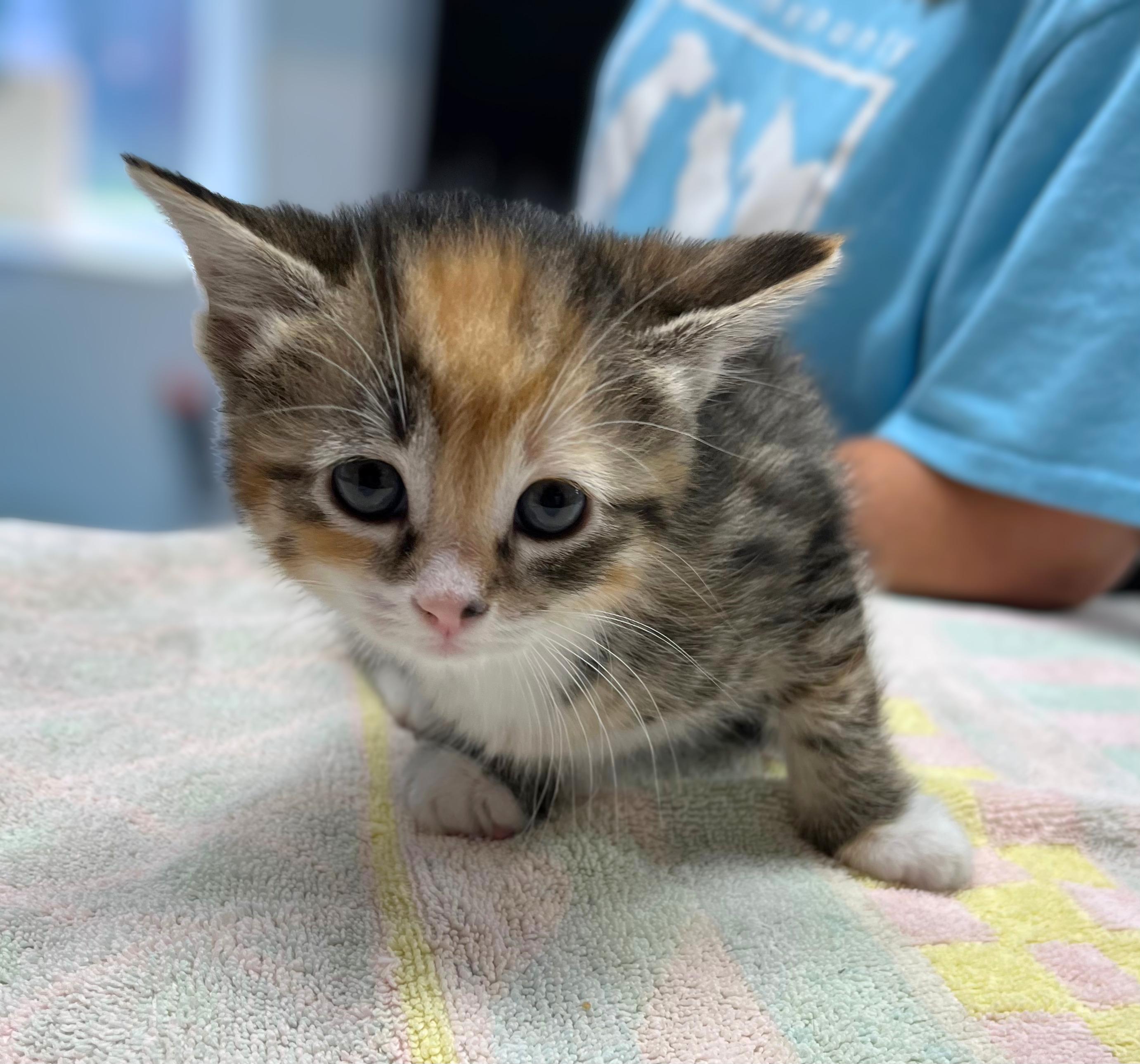 Enlarge Reese's, a Adopted Domestic Short Hair in Seville, OH image 1/1