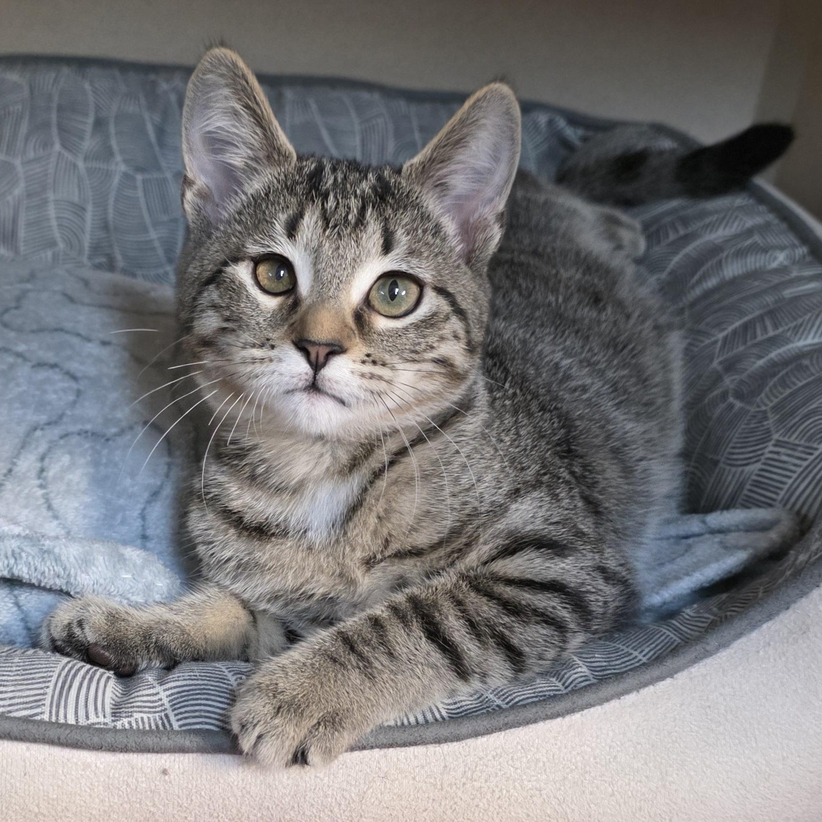 Dana, adoptable, Kitten Female Tabby & Domestic Short Hair.
