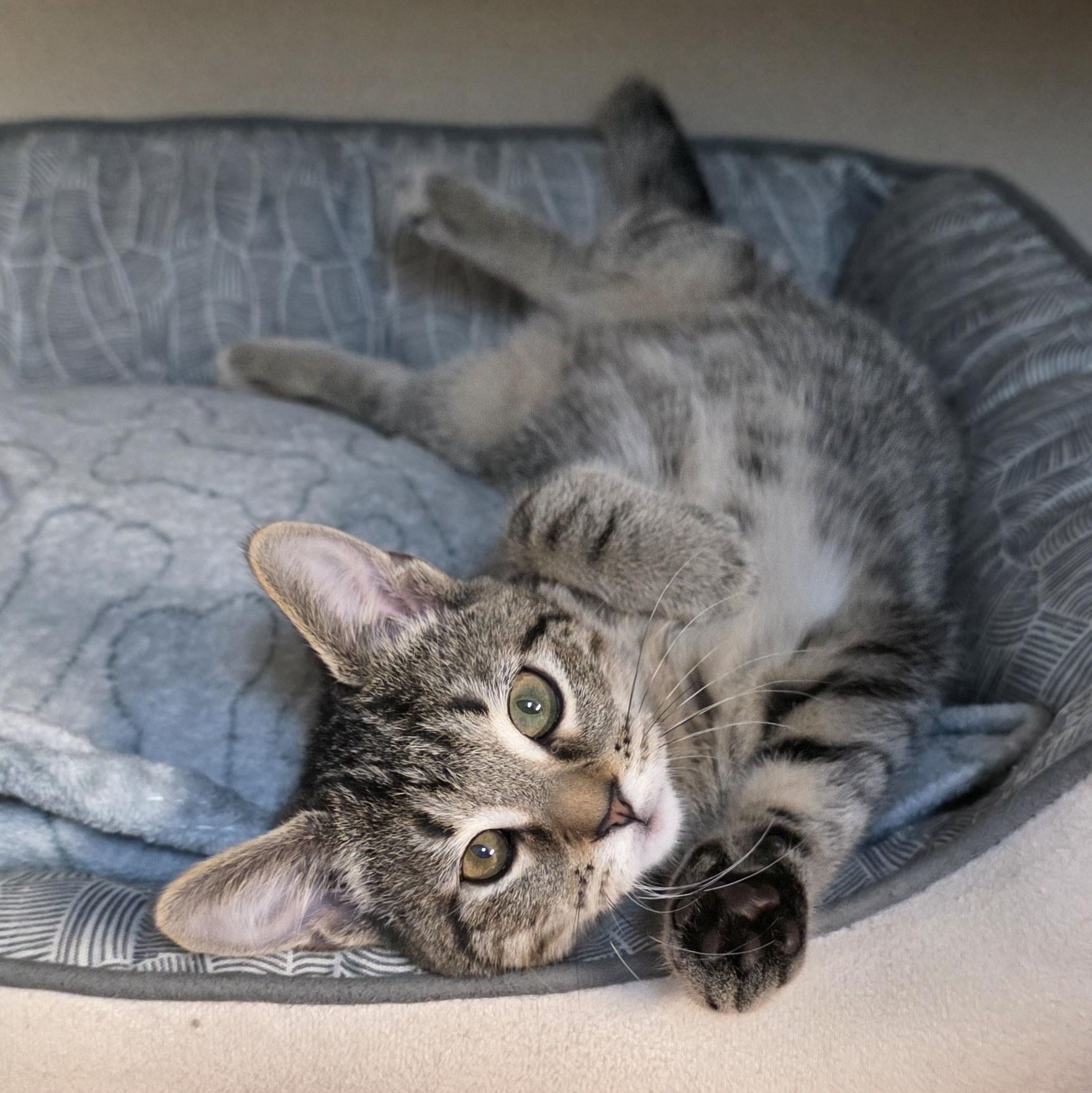 Enlarge Dana, an adoptable mixed breed in Greensboro, NC image 3/6
