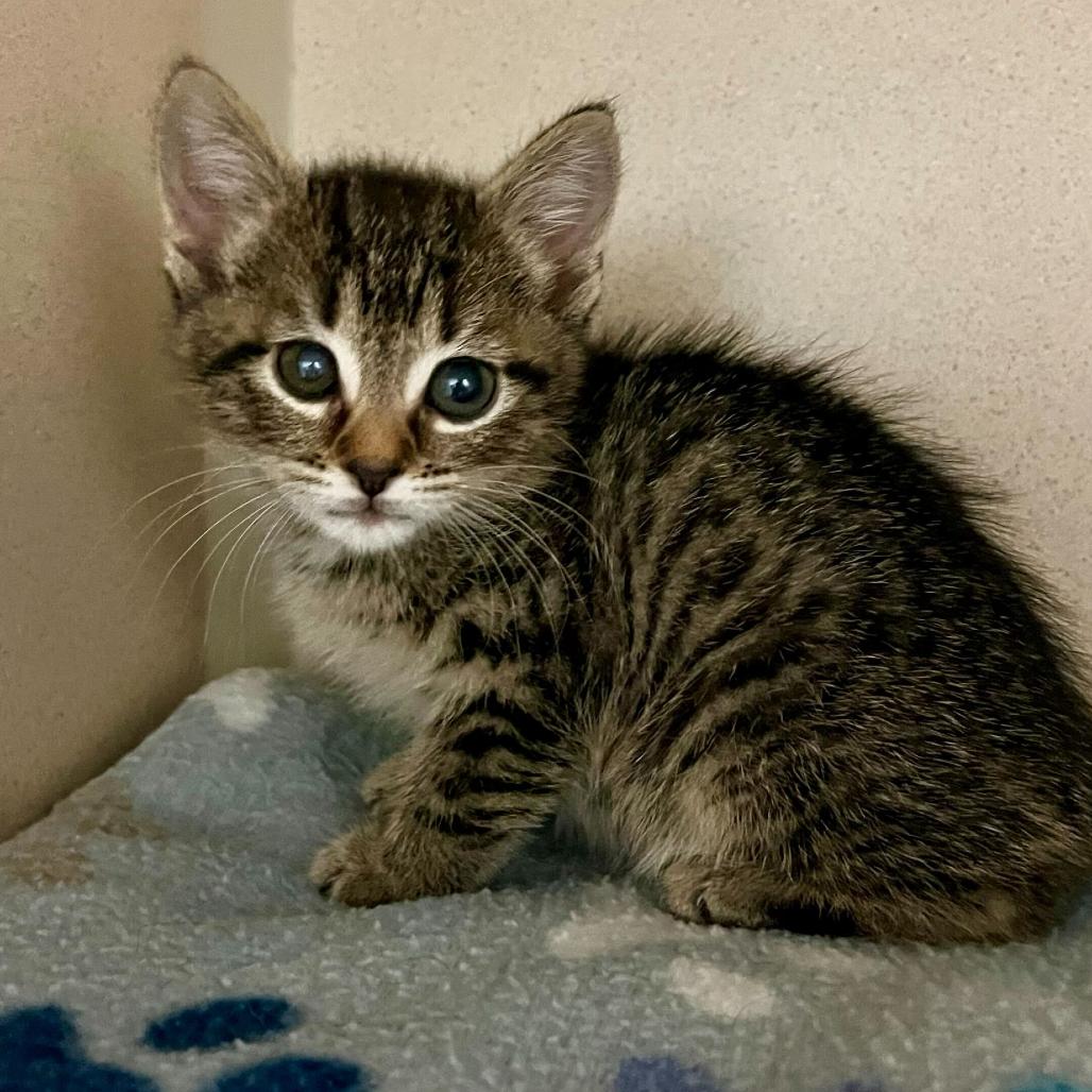 Dana, adoptable, Kitten Female Tabby & Domestic Short Hair.