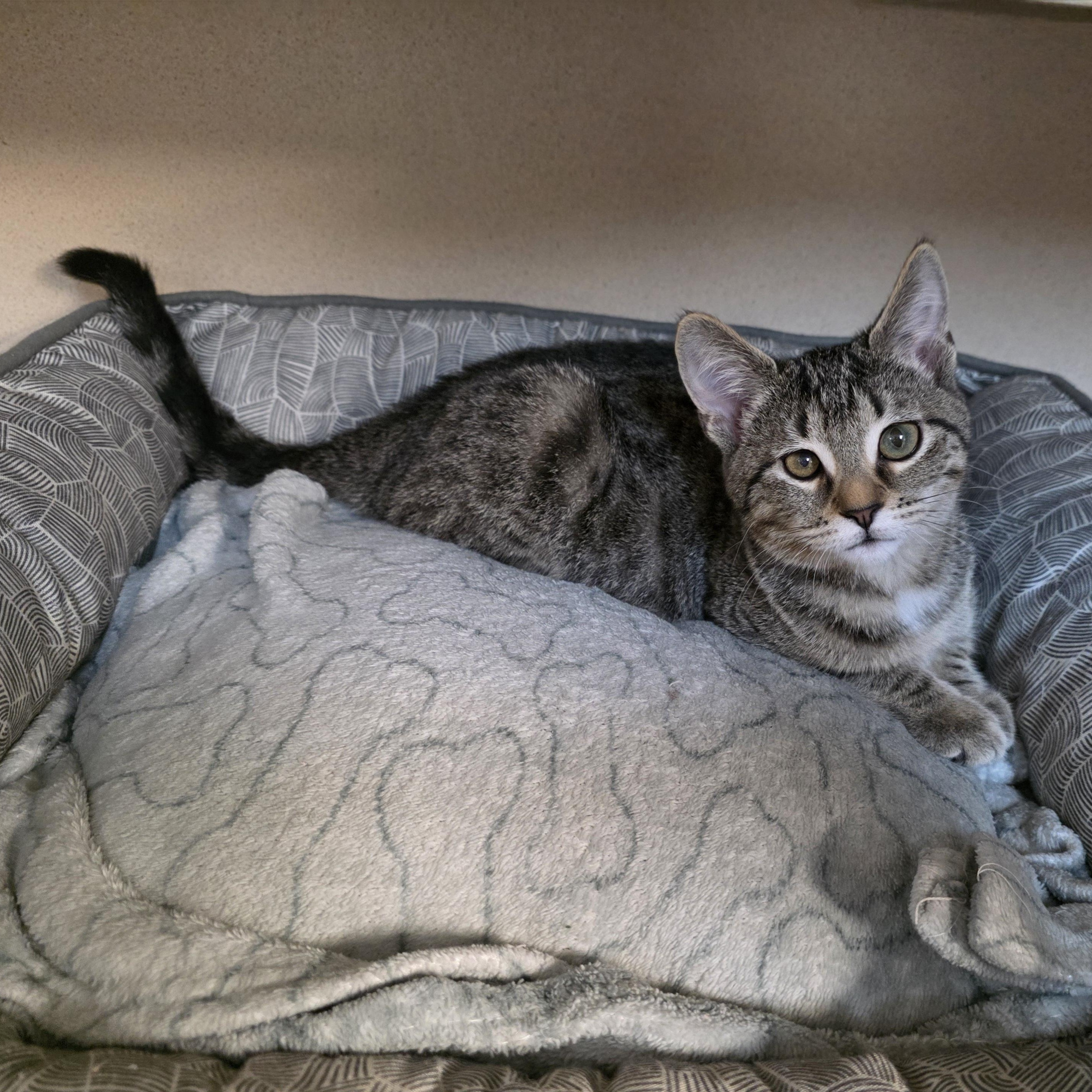 Enlarge Dana, an adoptable mixed breed in Greensboro, NC image 5/6