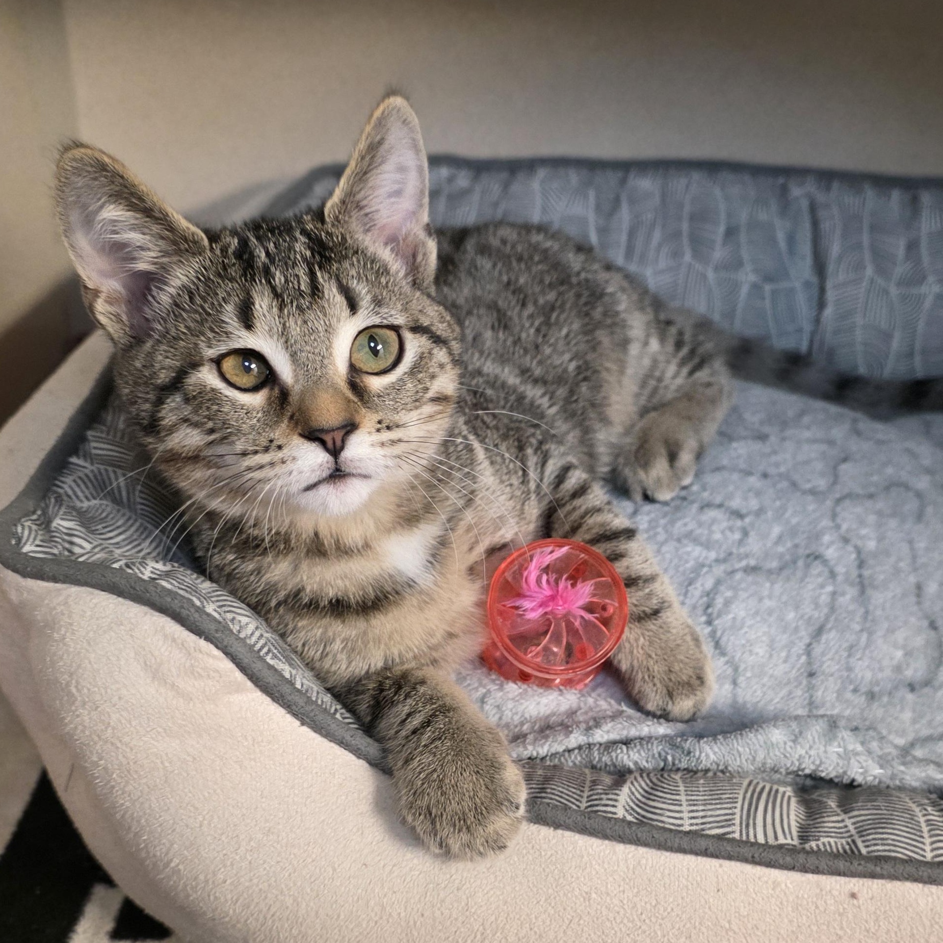 Enlarge Dana, an adoptable mixed breed in Greensboro, NC image 6/6