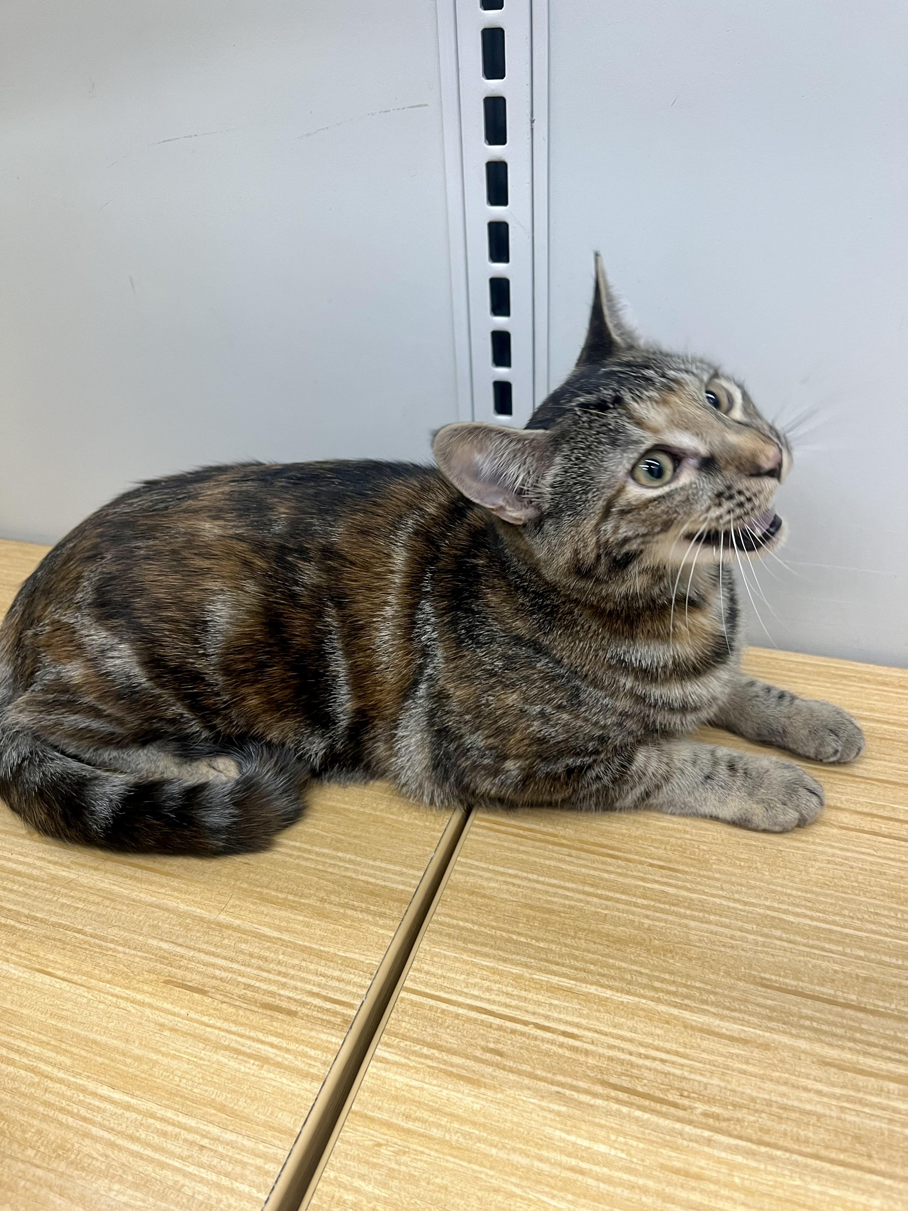 Hazel, a Adoptable Domestic Short Hair image 3/6