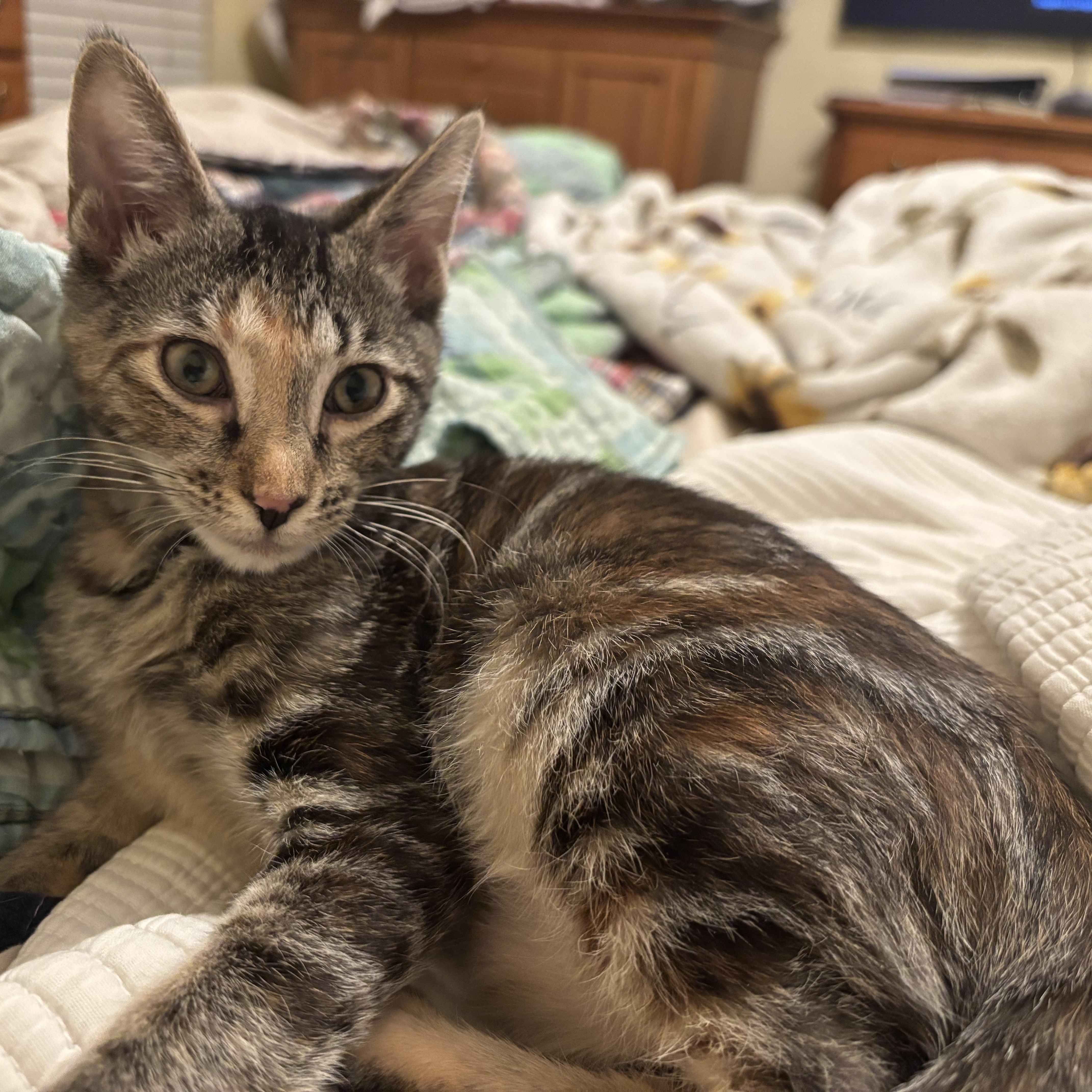 Hazel, a Adoptable Domestic Short Hair image 6/6