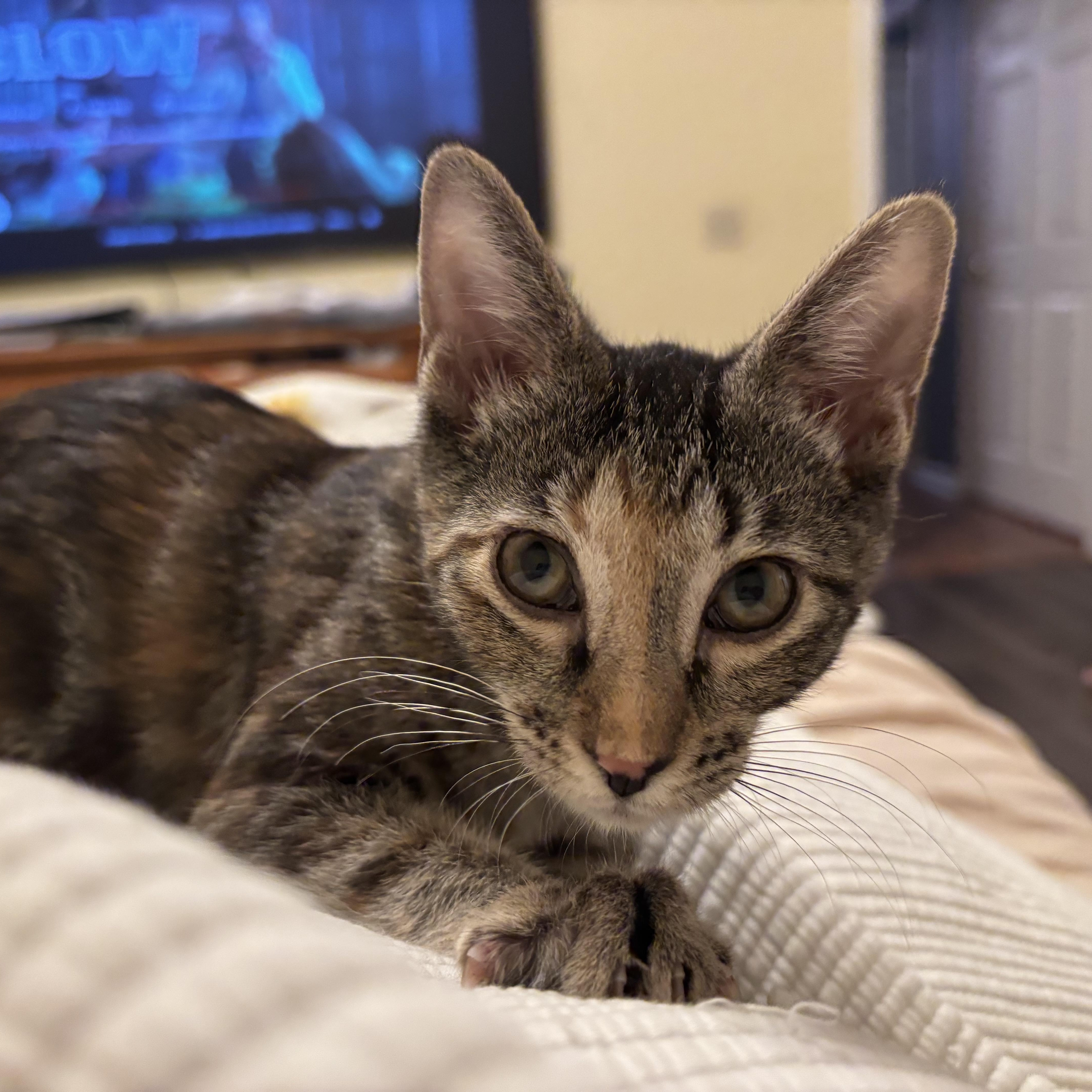 Hazel, a Adoptable Domestic Short Hair image 4/6