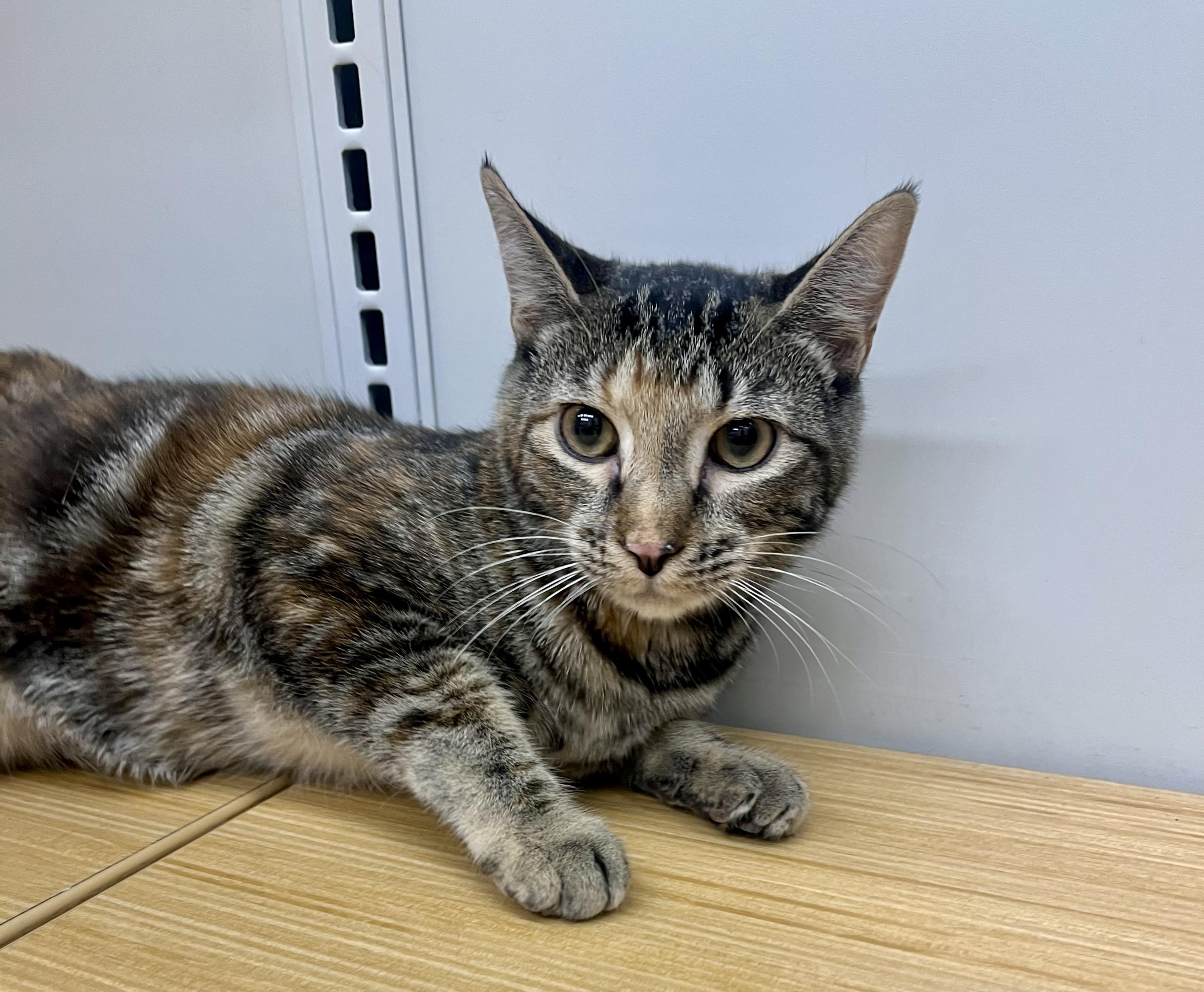 Hazel, a Adoptable Domestic Short Hair image 2/6