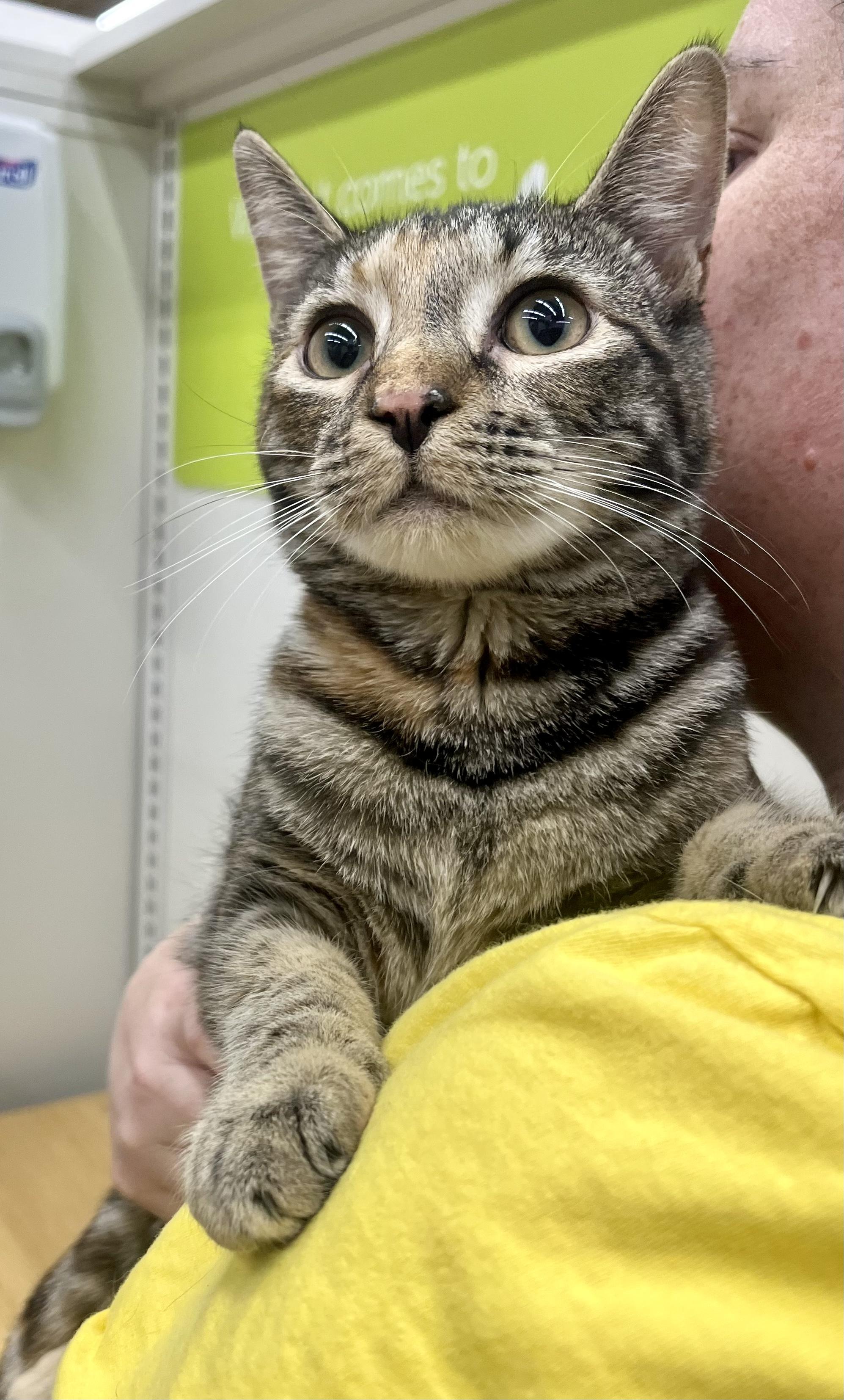 Hazel, a Adoptable Domestic Short Hair image 1/6