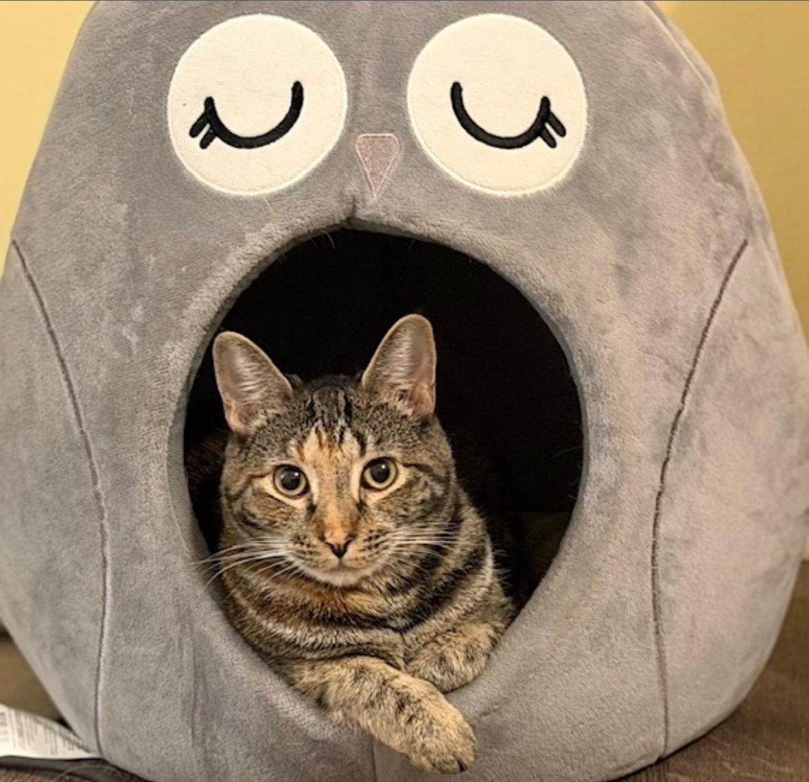 Enlarge Hazel, a Adoptable Domestic Short Hair in Statesboro, GA image 1/6