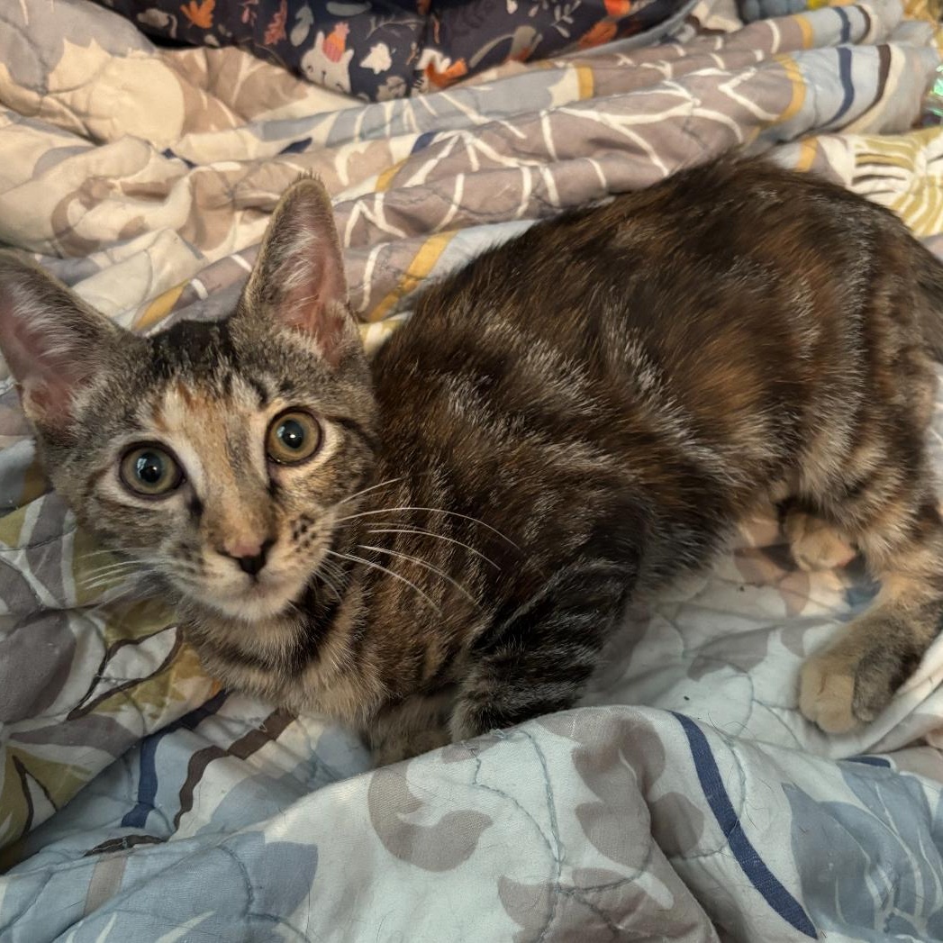 Hazel, a Adoptable Domestic Short Hair image 5/6