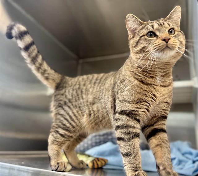 ROYAL, Adoptable, Young Male Domestic Short Hair.