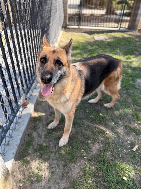 Enlarge DAISY, a Adoptable mixed breed in Riverside, CA image 1/1