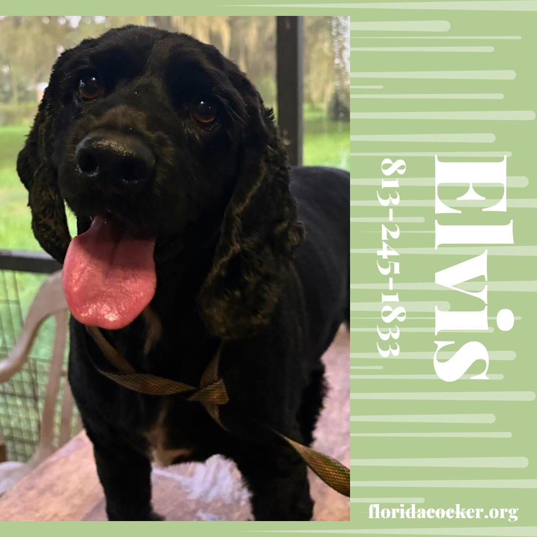 Elvis, adopted, Adult Male Cocker Spaniel.