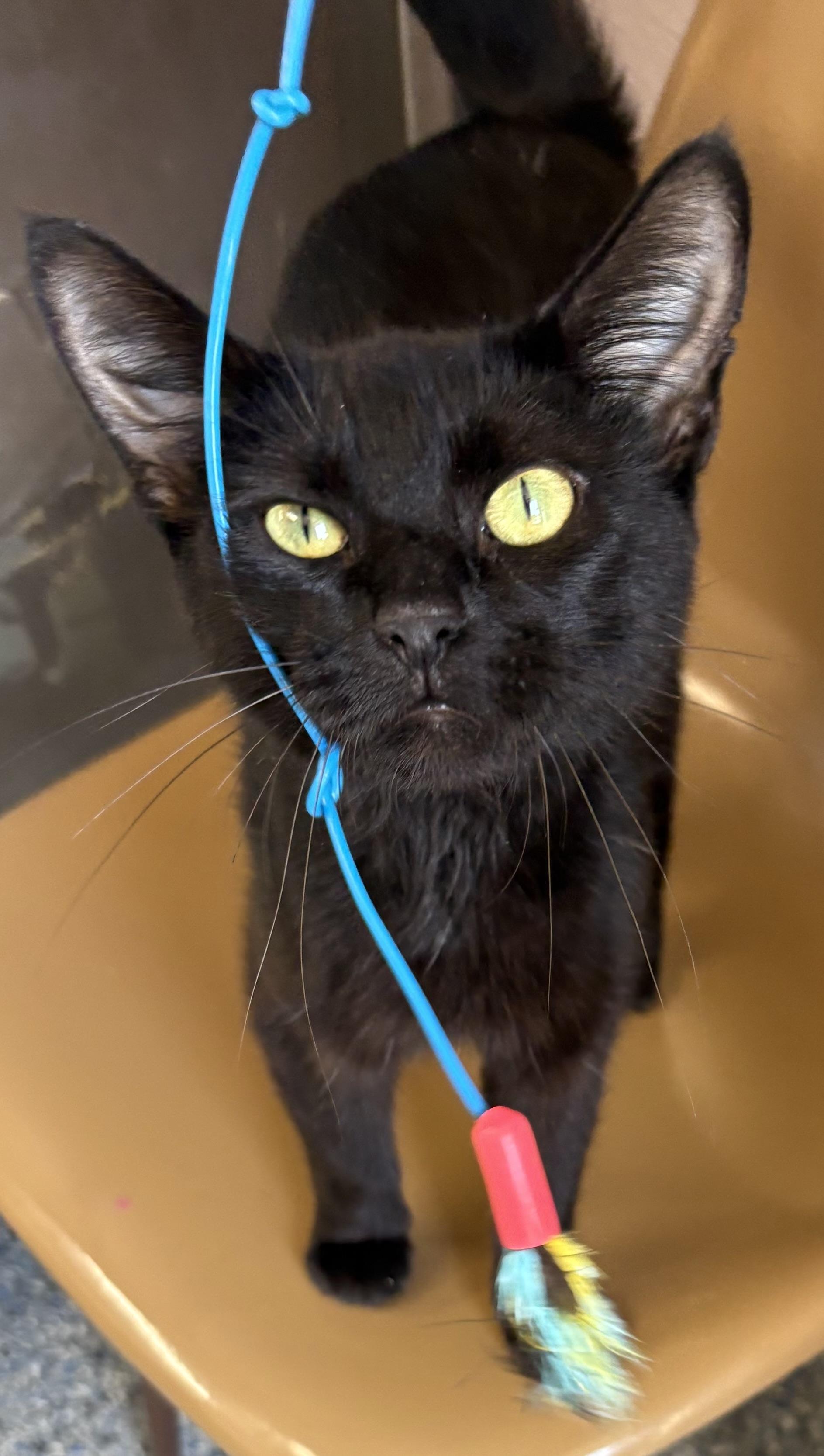 Karen, a Adoptable mixed breed in Charles City, IA image 4/4