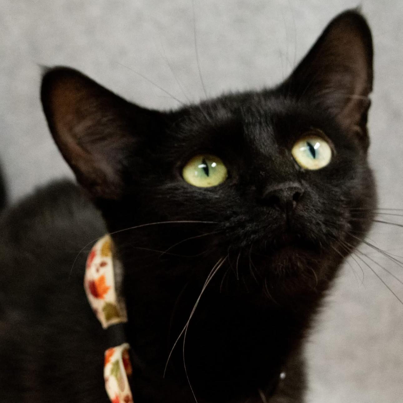 Karen, Adoptable, Adult Female Domestic Short Hair.