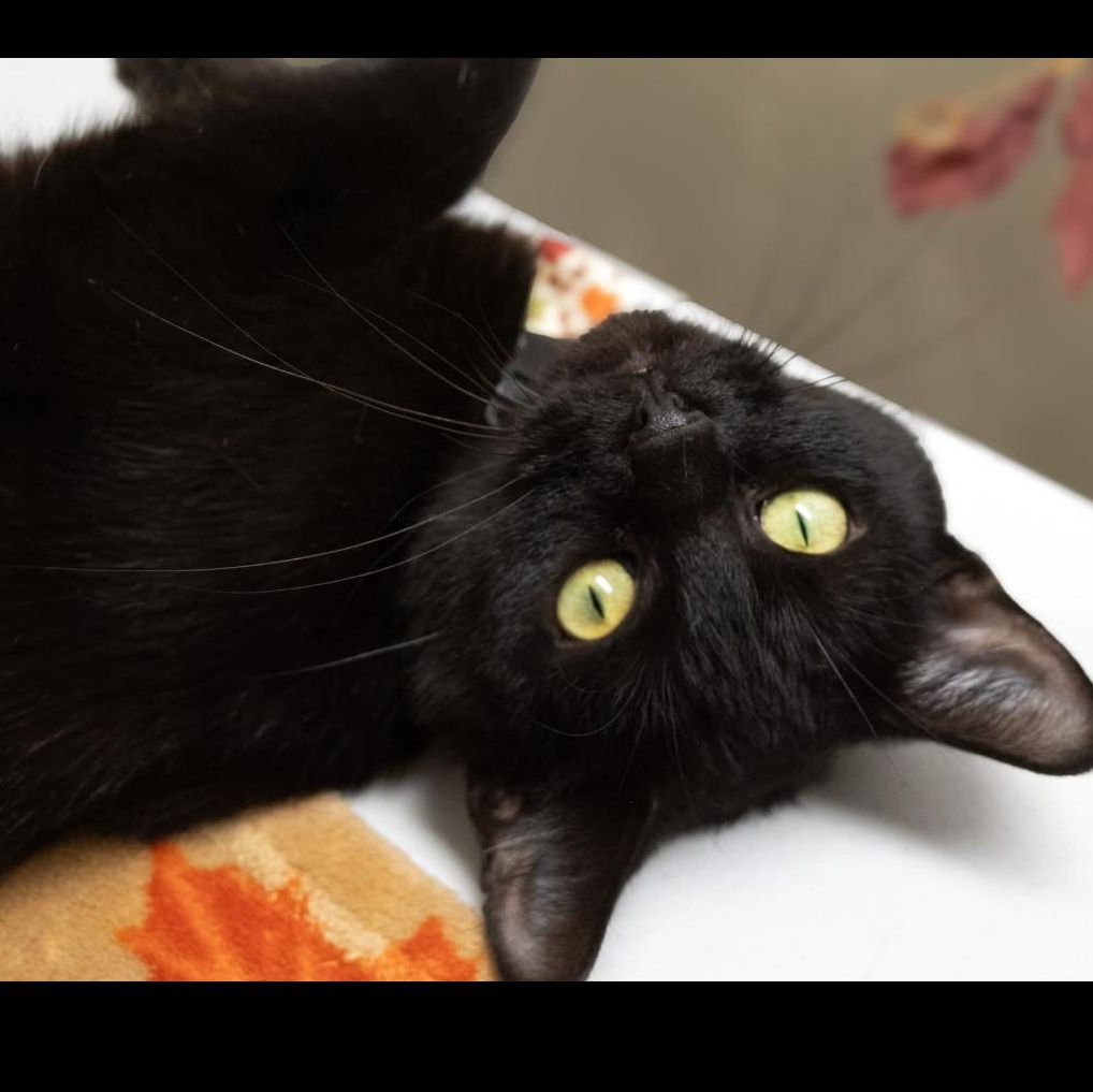 Karen, a Adoptable mixed breed in Charles City, IA image 3/4