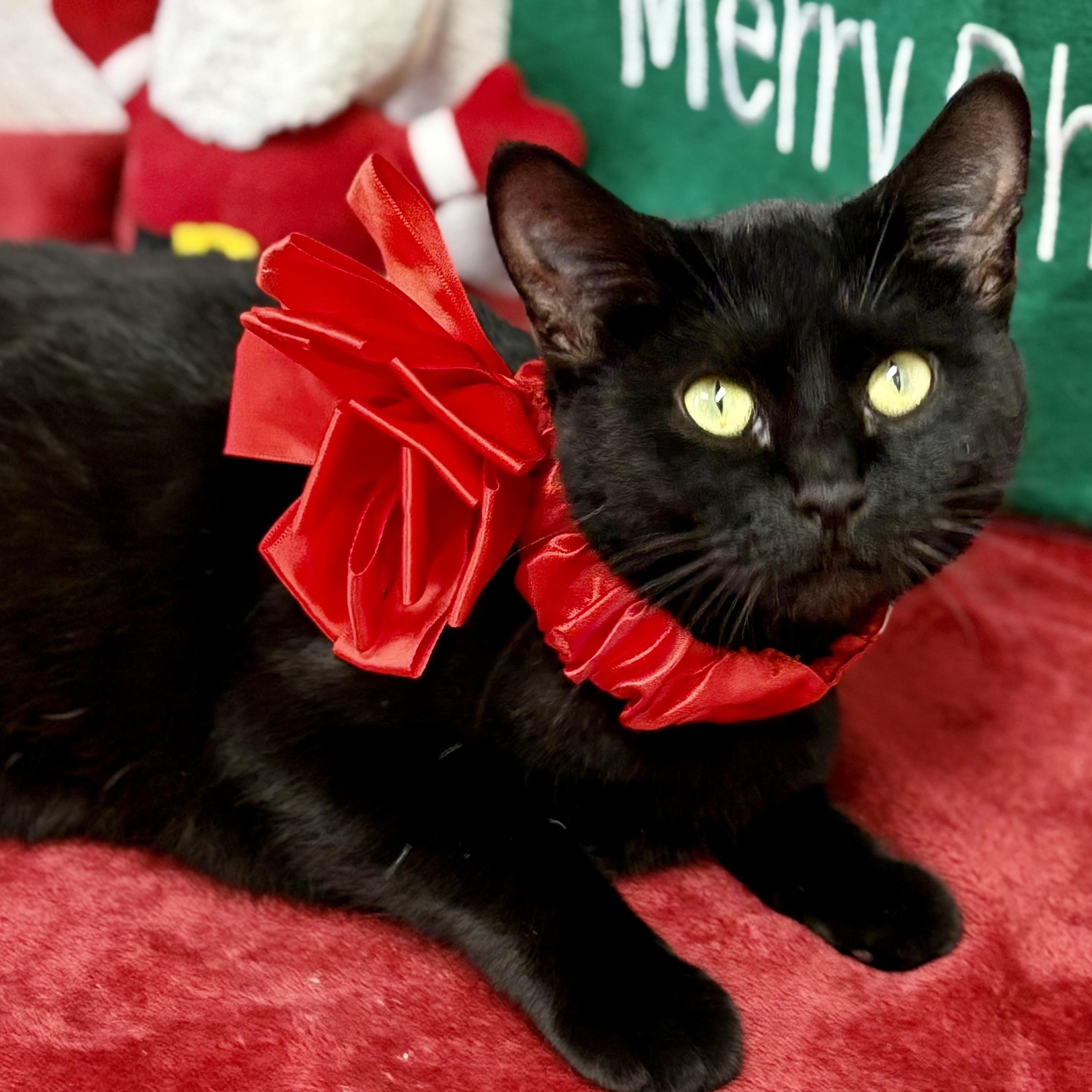 Karen, Adoptable, Adult Female Domestic Short Hair.
