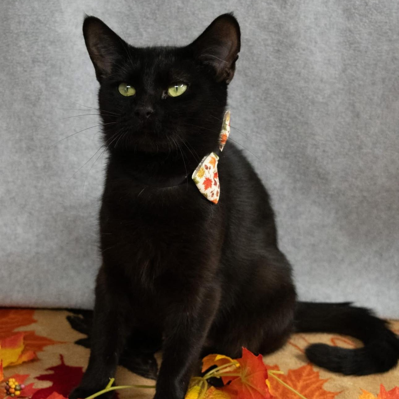 Karen, a Adoptable mixed breed in Charles City, IA image 2/4