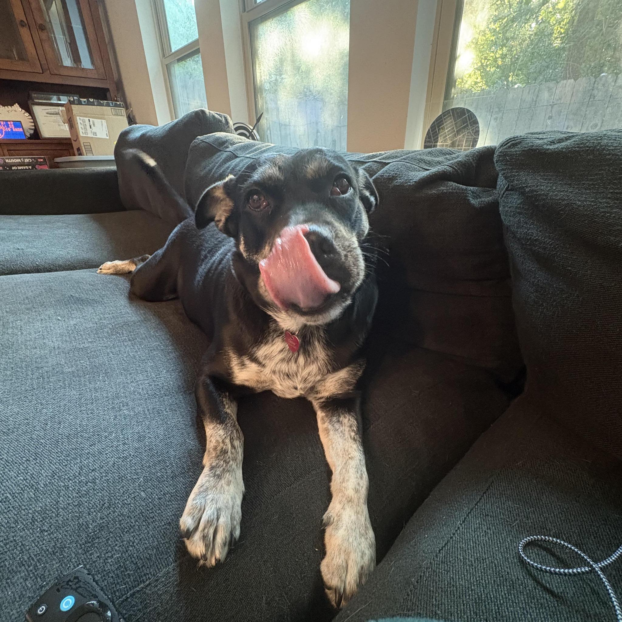 Glow : The sweet & submissive friend for your pup