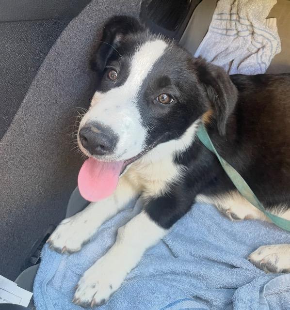 Rocko, Adoptable, Puppy Male Mixed Breed.