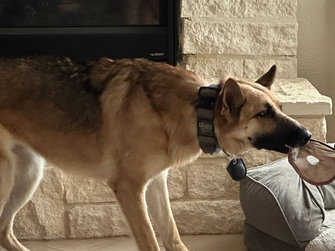 Enlarge Harmony, a Adoptable German Shepherd Dog in Round Rock, TX image 10/12