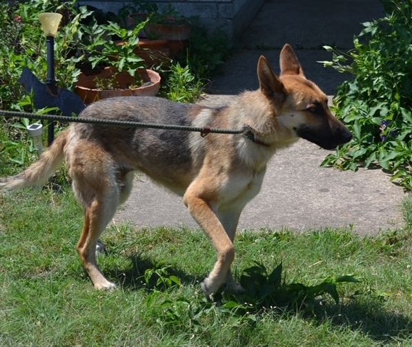Enlarge Harmony, a Adoptable German Shepherd Dog in Round Rock, TX image 11/12