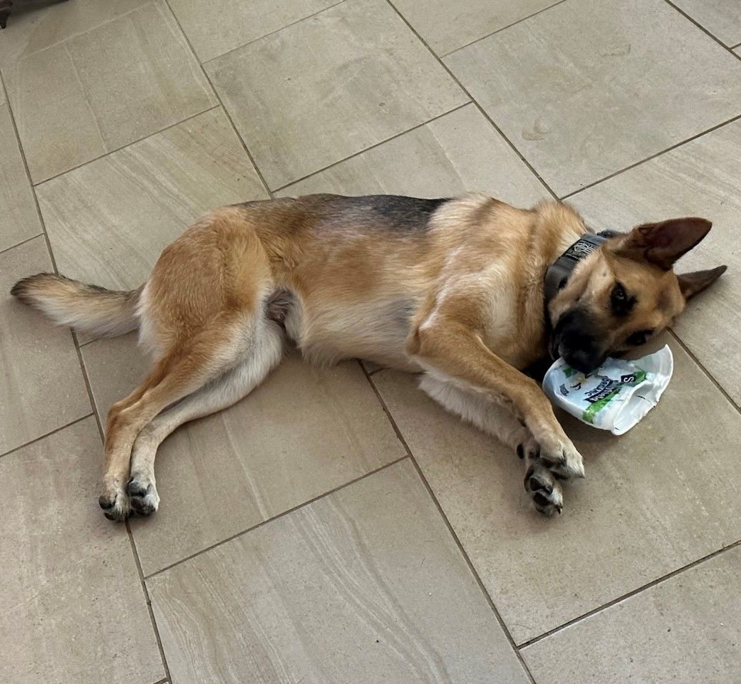 Harmony, Adoptable, Adult Female German Shepherd Dog.