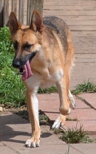 Enlarge Harmony, a Adoptable German Shepherd Dog in Round Rock, TX image 8/12