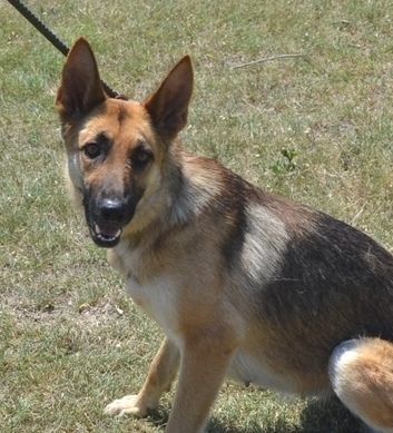 Enlarge Harmony, a Adoptable German Shepherd Dog in Round Rock, TX image 12/12