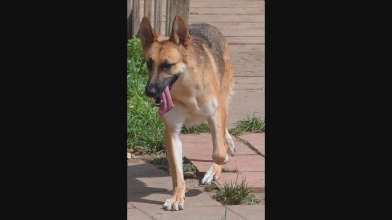 Enlarge Harmony, a Adoptable German Shepherd Dog in Round Rock, TX video 9/12