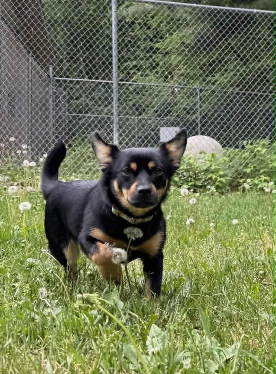 Ivy, ADOPTABLE, Young Female Jack Russell Terrier & Pomeranian.
