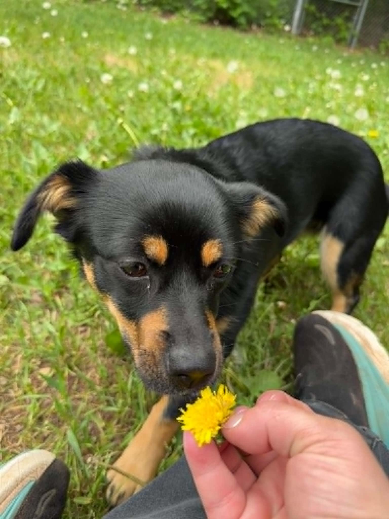 Ivy, a ADOPTABLE mixed breed in Houghton, MI image 2/2