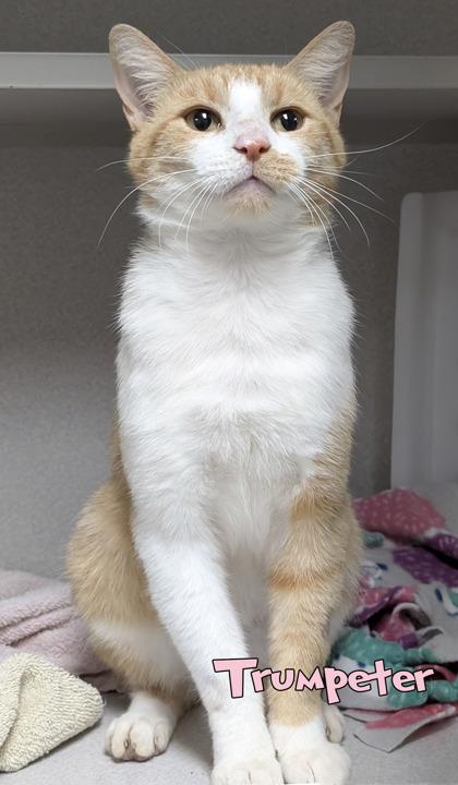 Trumpeter, Adoptable, Adult Male Domestic Short Hair & Domestic Short Hair.