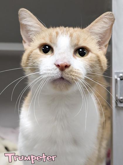 Enlarge Trumpeter, a Adoptable mixed breed in Mason, MI image 2/2