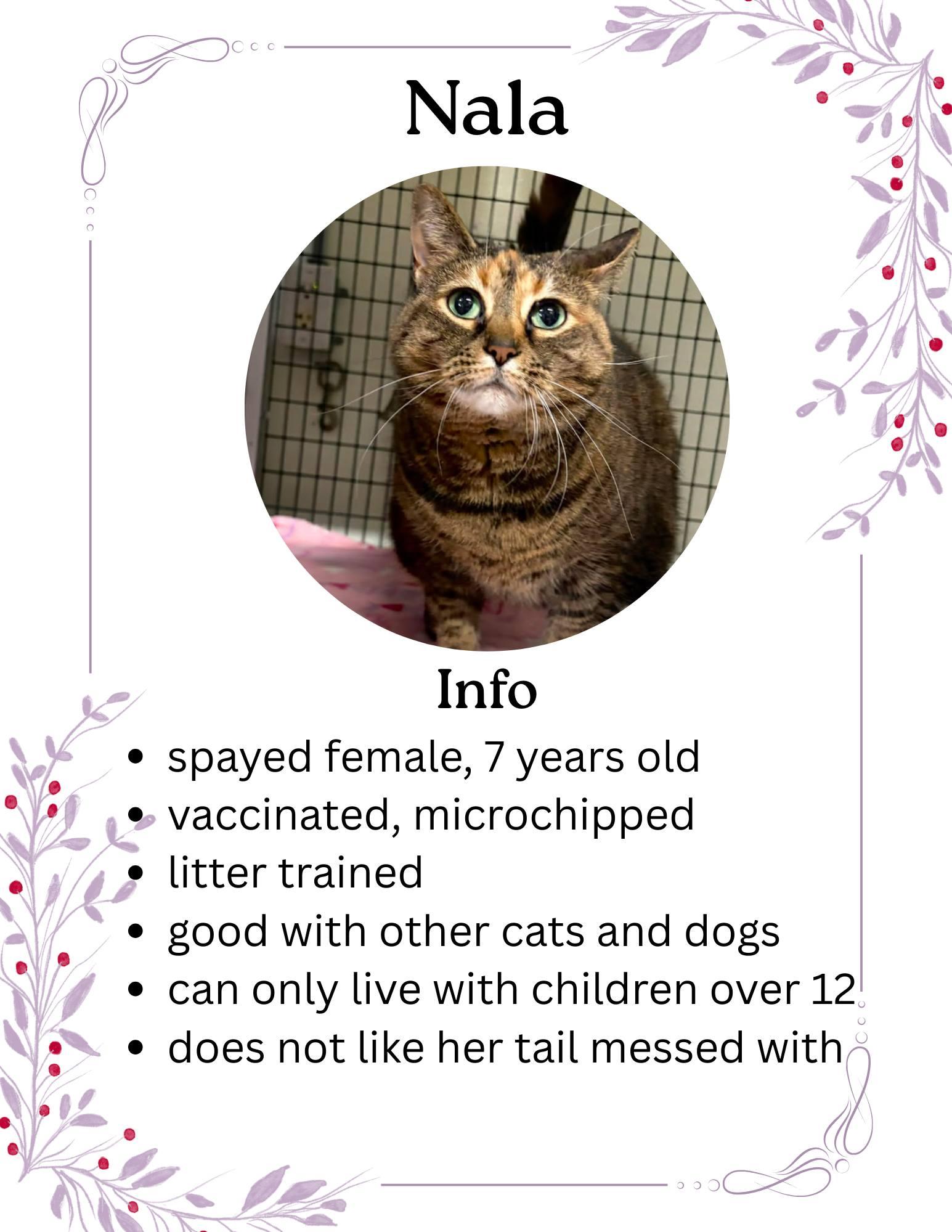 Nala, ADOPTABLE, Adult Female Domestic Short Hair.