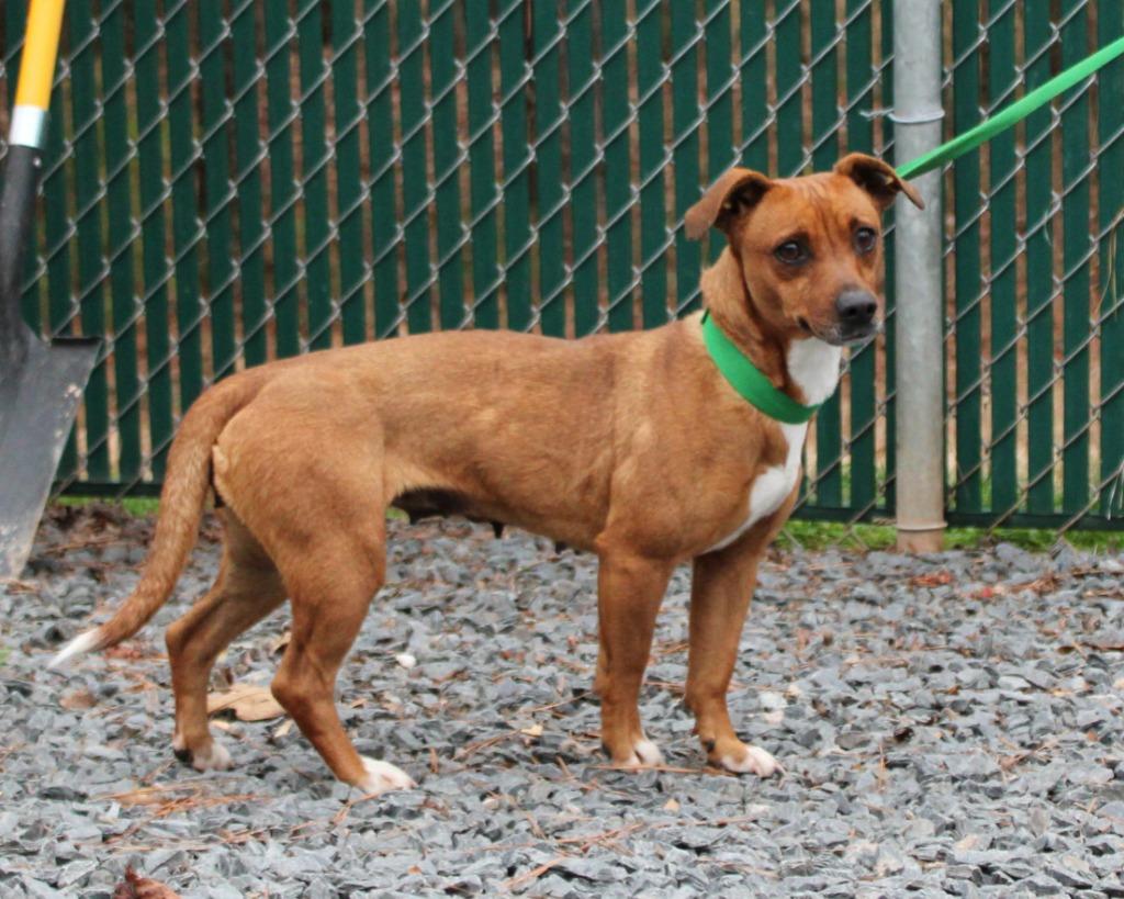Enlarge Momma, a Adoptable mixed breed in Mount Gilead, NC image 1/5