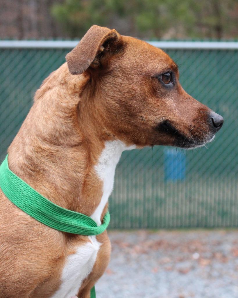 Enlarge Momma, a Adoptable mixed breed in Mount Gilead, NC image 2/5