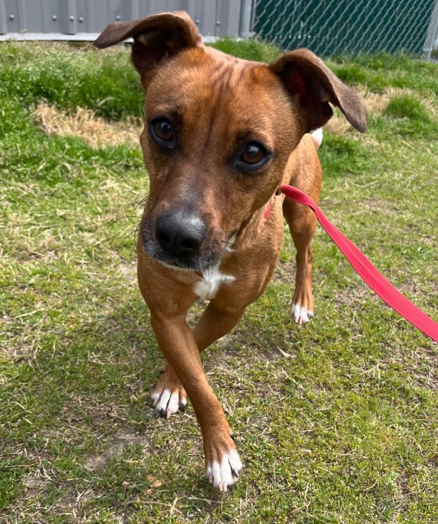 Enlarge Momma, a Adoptable mixed breed in Mount Gilead, NC image 3/5