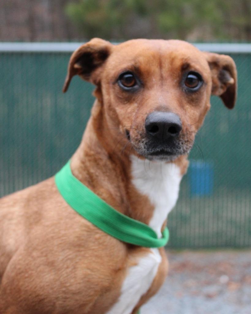 Enlarge Momma, a Adoptable mixed breed in Mount Gilead, NC image 4/5