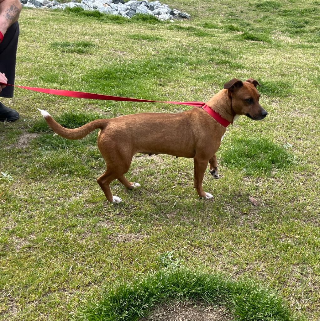 Enlarge Momma, a Adoptable mixed breed in Mount Gilead, NC image 5/5