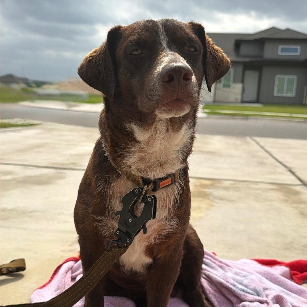 Enlarge Gambit, a ADOPTABLE mixed breed in Brownsville, TX image 2/2