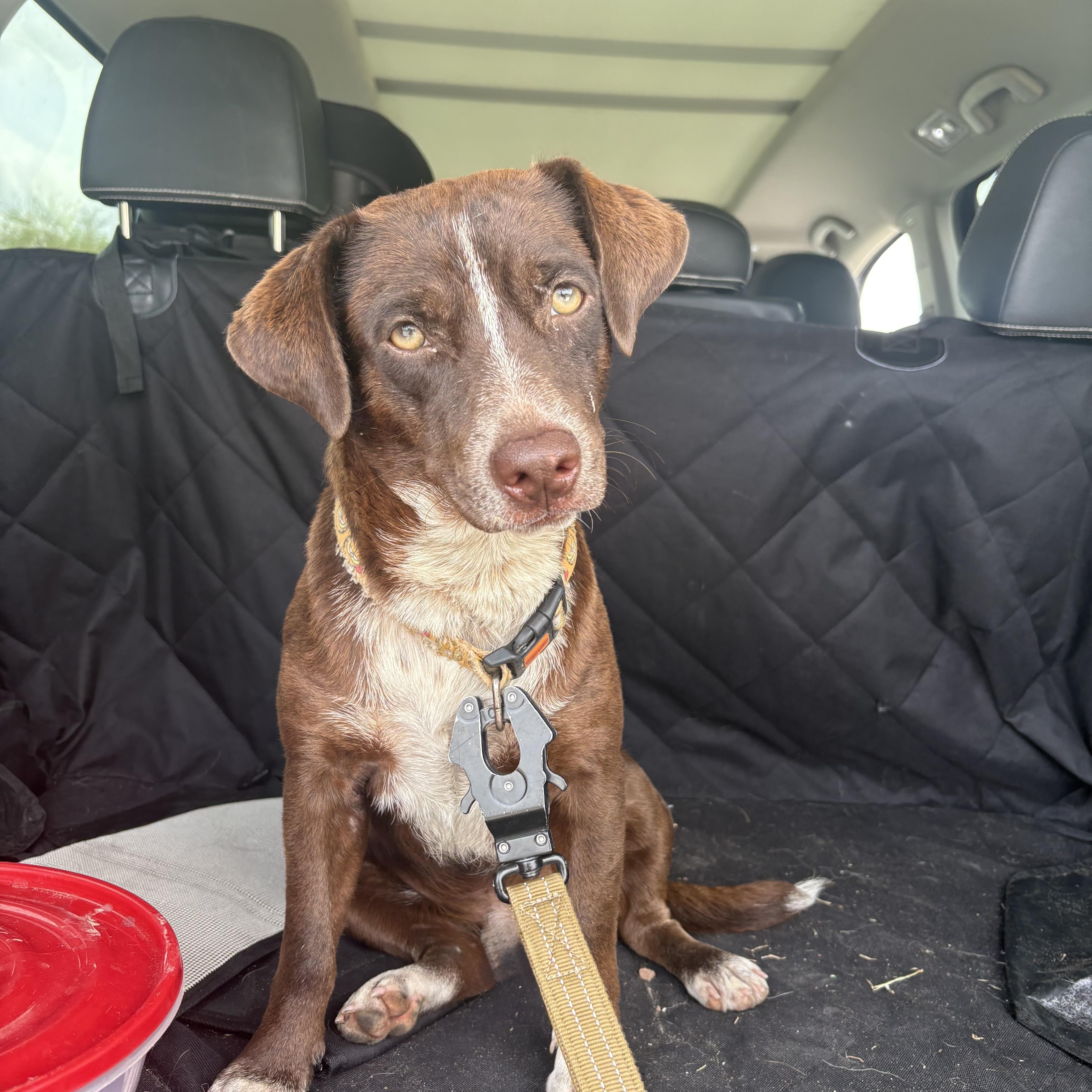 Enlarge Gambit, a ADOPTABLE mixed breed in Brownsville, TX image 1/2
