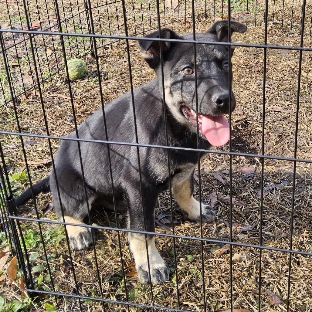 Enlarge Boss, a Adoptable Mixed Breed in Rockville, MD image 1/6